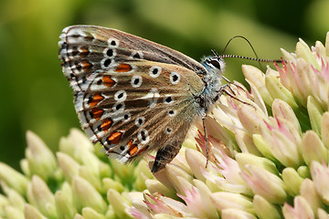 Image showing Butterfly on a flowering plant