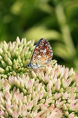 Image showing Butterfly on a flowering plant