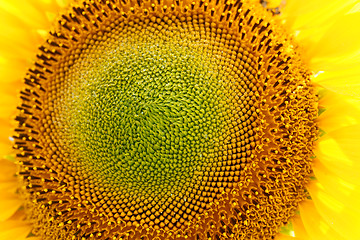 Image showing Sunflower field, backlit.