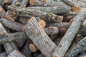 Image showing Sawing tree trunks in a heap.