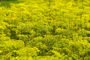 Image showing Yellow Flowers dill