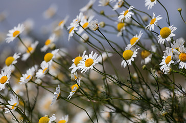 Image showing Daisies against the blue sky
