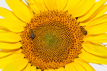 Image showing Honey bees on sunflower.