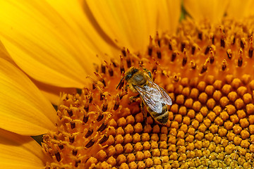 Image showing Honey bee on sunflower.