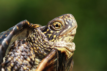 Image showing Turtle head closeup