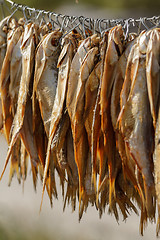 Image showing dried fish on a rope