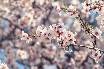 Image showing Flowering apricot tree