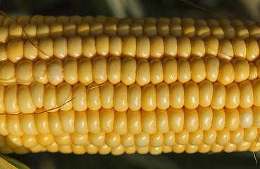 Image showing Fresh ear of corn