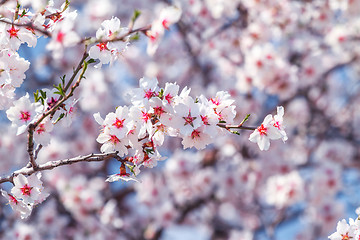 Image showing Flowering apricot tree