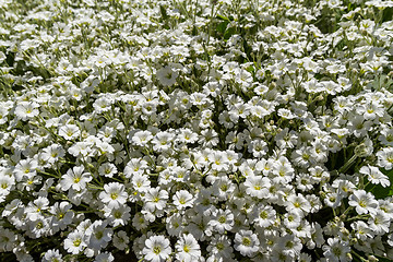 Image showing Wild white flowers on a field on a sunny day.