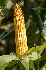 Image showing Fresh ear of corn