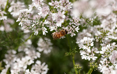 Image showing Flowering coriander close up