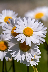 Image showing field daisy closeup