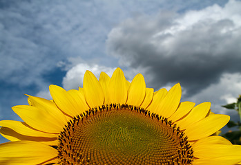 Image showing Sunflower close-up on a background of the cloudy sky