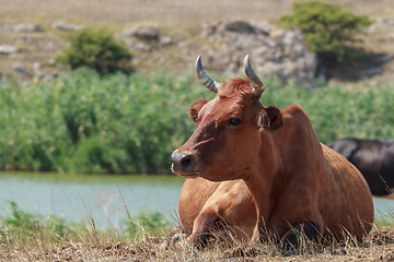 Image showing cow lying in a pasture