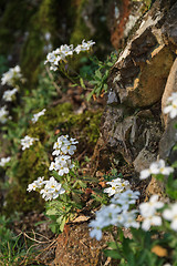 Image showing White flowers on a rocky slope, close-up