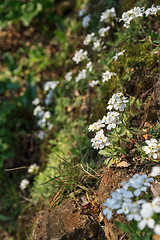 Image showing White flowers on a rocky slope, close-up