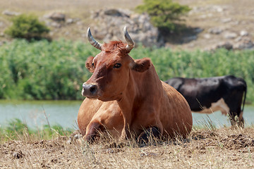 Image showing cow lying in a pasture