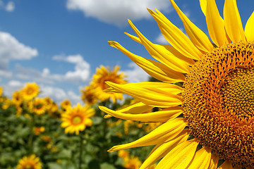 Image showing Sunflower close-up on a background of the cloudy sky
