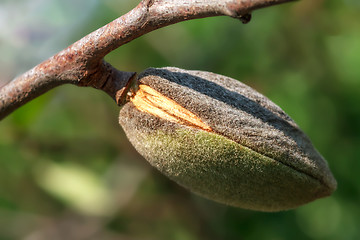 Image showing Ripe almonds closeup