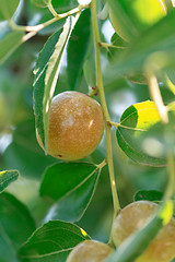 Image showing Ziziphus jujuba. Ripe fruit Jujube closeup