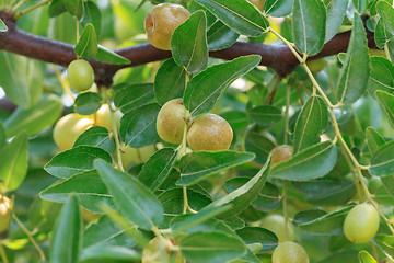 Image showing Ripe, juicy fruit Jujube closeup