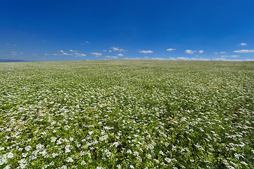 Image showing Beautiful cilantro coriander flowers blooming in the summer