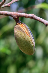 Image showing Ripe almonds closeup