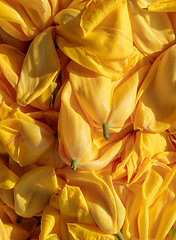 Image showing background cut yellow buds, wilted tulips, shot from above