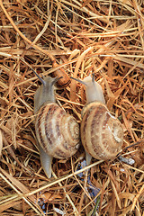 Image showing crawl two snails, close-up