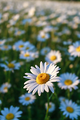 Image showing field daisy closeup