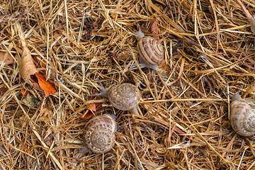 Image showing garden snail on straw