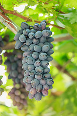 Image showing Bunch of ripe grapes