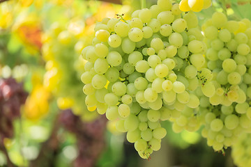 Image showing Bunch of white grapes