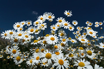 Image showing Daisies against the dark blue sky