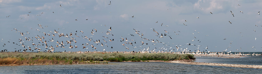 Image showing Pink pelicans take off