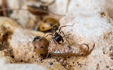 Image showing Working ant with prey