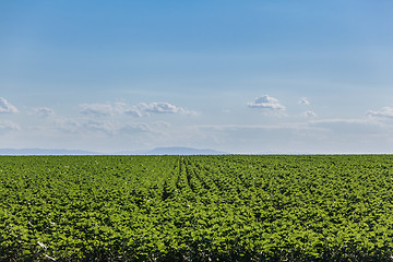 Image showing Field of green sunflower