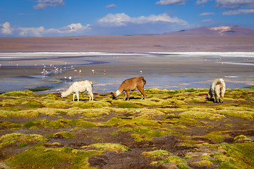 Image showing Lamas herd in Laguna colorada, sud Lipez Altiplano reserva, Boli