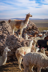 Image showing Lamas herd in Bolivia