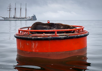 Image showing Sea lion in Valparaiso harbor