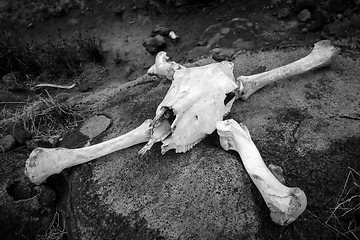 Image showing Horse skull and bones