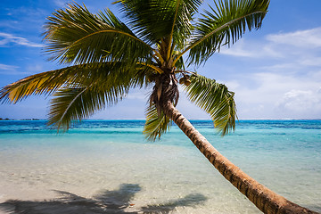 Image showing Paradise tropical beach and lagoon in Moorea Island