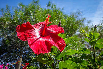 Image showing Hibiscus flower