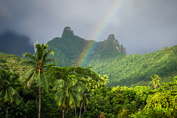 Image showing Rainbow on Moorea island jungle and mountains landscape