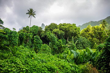 Image showing Moorea island jungle and mountains landscape