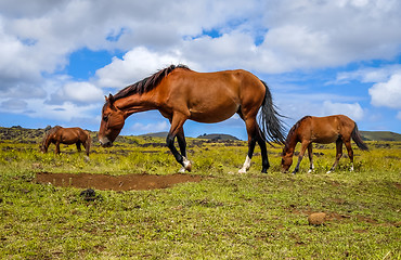 Image showing Horses in easter island field