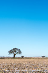 Image showing Lone tree in a stubble field