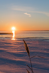 Image showing Single reed flower by the setting sun