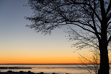 Image showing Tree silhouette by a colorful sky